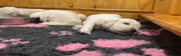 Golden Retriever dogs for sale: Golden Retriever - Advert 7