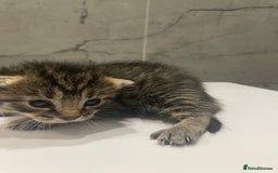 Mixed Breed cats for sale: 5 Mixed Breed Kittens for sale - Image 1