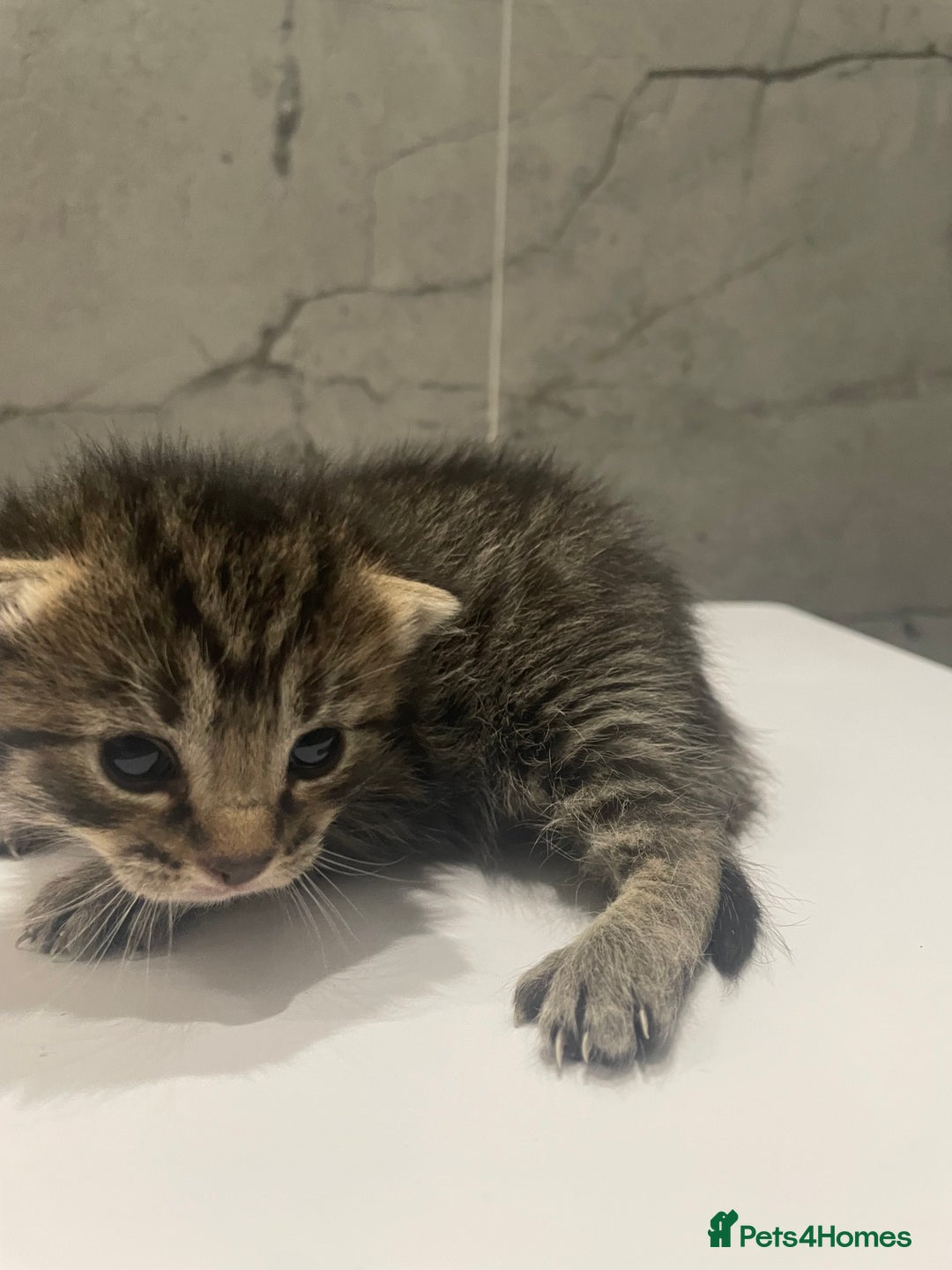 Mixed Breed cats for sale: 5 Mixed Breed Kittens for sale - Image 1