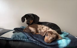 Dachshund dogs for sale: Puppy dachshunds  - Image 2