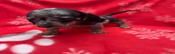 Miniature Dachshund dogs for sale: ****6 beautiful boys 💙💙*** - Advert 25