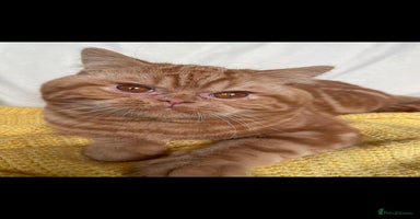 British Shorthair cats - Advert 1