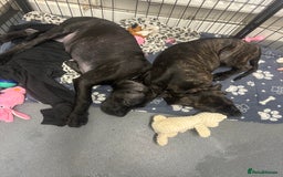 Cane Corso dogs for sale: CLOSING ADVERT ONCE REVIEWS ARE MADE - Advert 17
