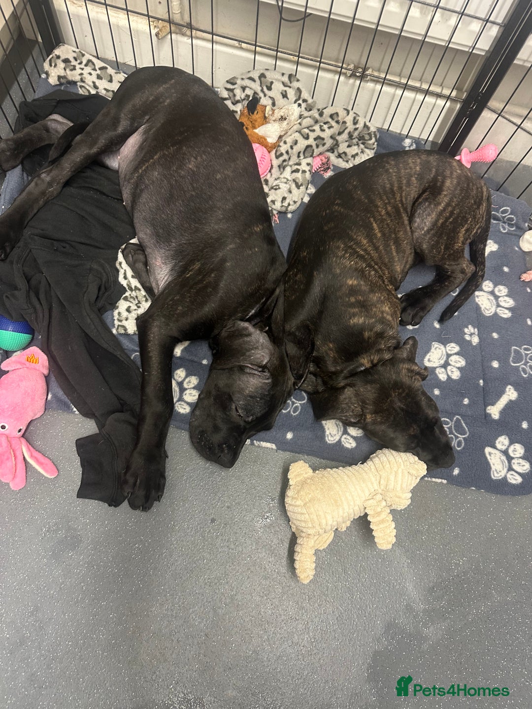 Cane Corso dogs for sale: CLOSING ADVERT ONCE REVIEWS ARE MADE - Advert 17
