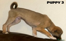 Mixed Breed dogs for sale: Puppies For Sale!  - Image 7