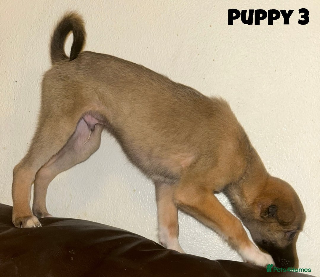 Mixed Breed dogs for sale: Puppies For Sale!  - Image 7