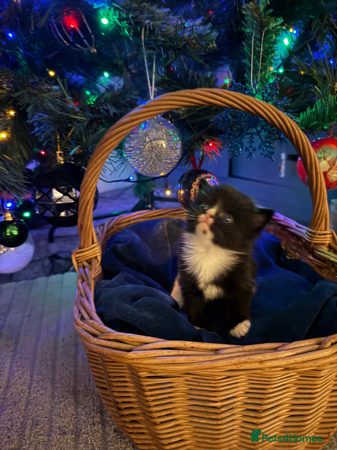 British Longhair cats for sale: 5 Beautiful Kittens  - Advert 11