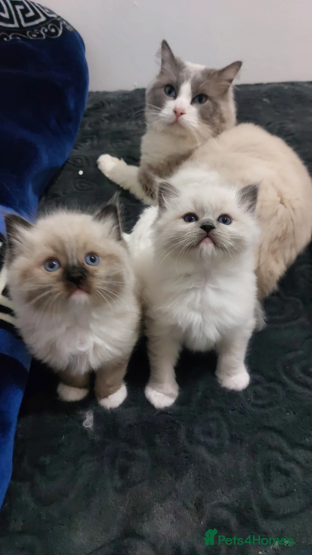 Ragdoll cats for sale: Two gorgeous rag dolls Girl and boy 😺😸 in Leicester - Advert 12