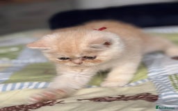 Exotic cats for sale: Gorgeous Golden Exotic Girl - Advert 5