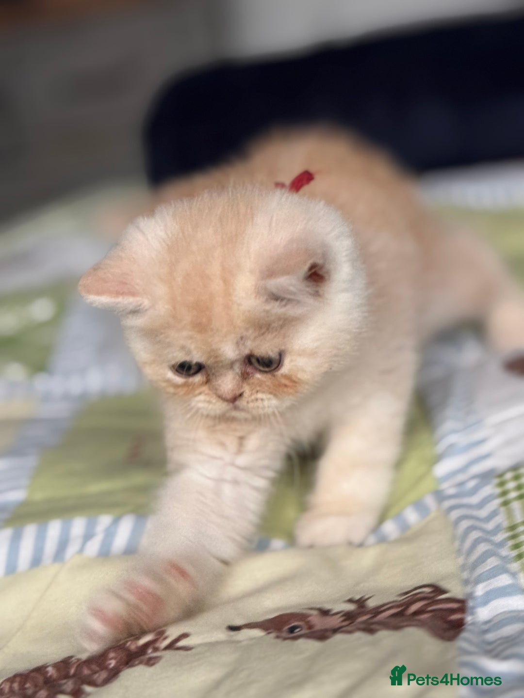 Exotic cats for sale: Gorgeous Golden Exotic Girl - Advert 5