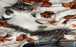 British Shorthair cats for sale: Affectionate 18 month old girl cat for rehoming - Image 5