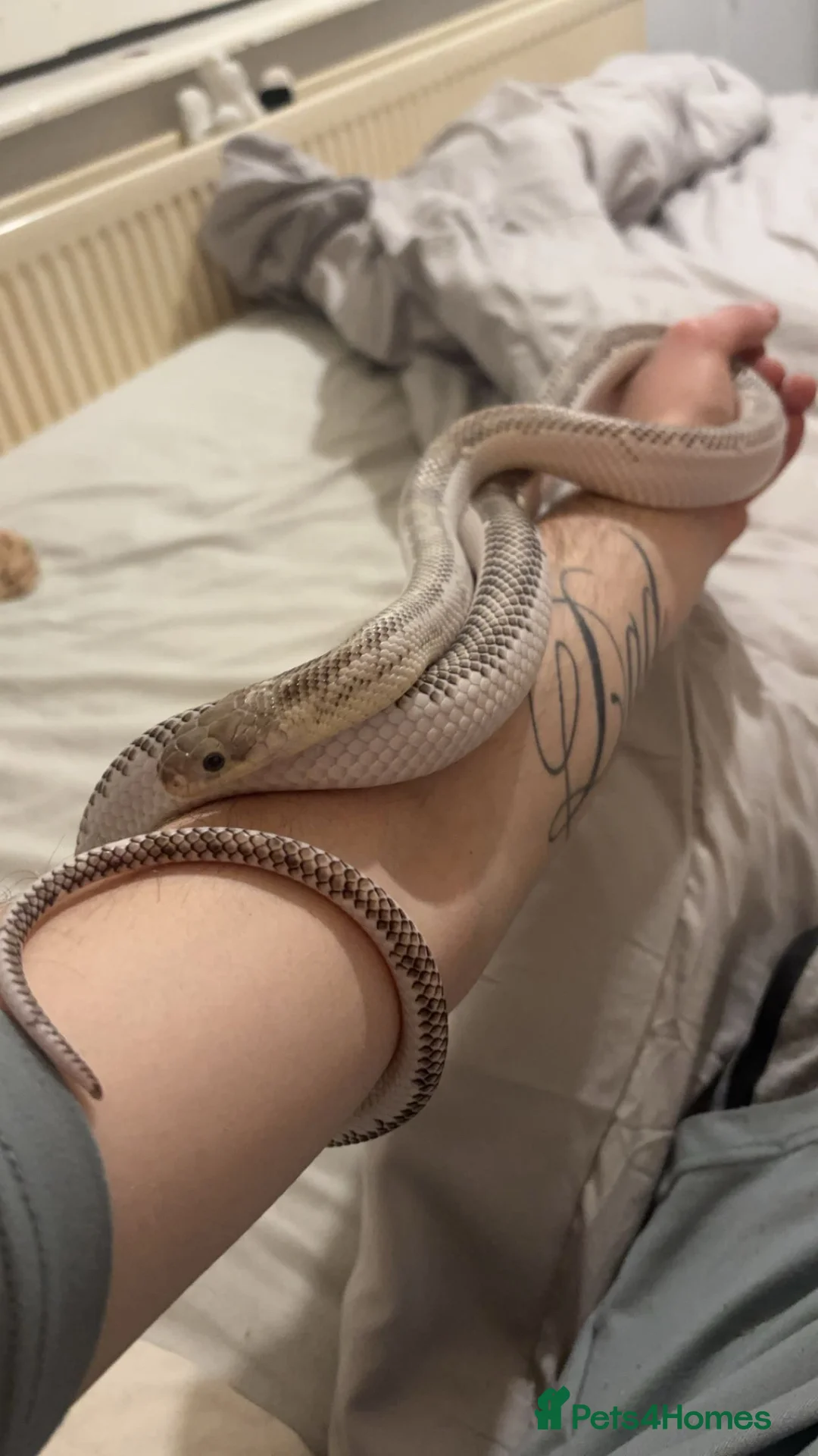 Rat Snake reptiles for sale: Rat snake for sale in Manchester - Advert 2