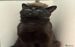Bombay cats for sale: Urgent Bombay cat for sale  - Image 2