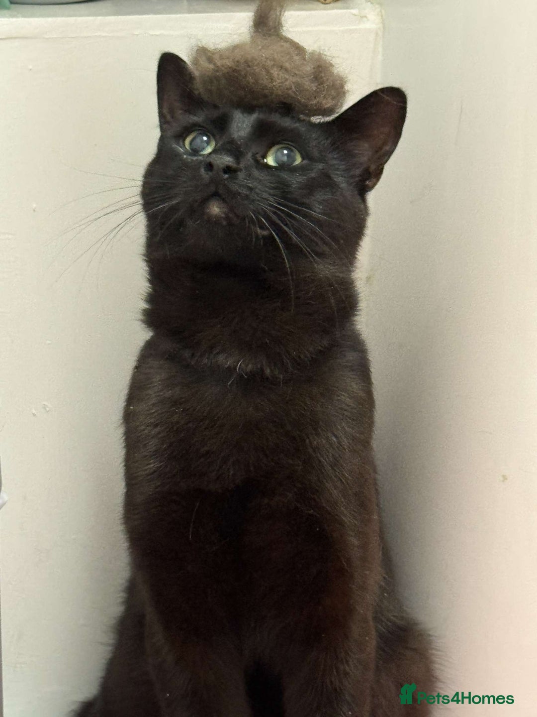 Bombay cats for sale: Urgent Bombay cat for sale  - Image 2
