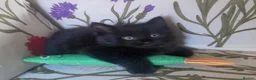 Mixed Breed cats for sale: 2 MALE BLACK LONG HAIRED FLUFFY KITTENS LEFT💘 - Advert 13