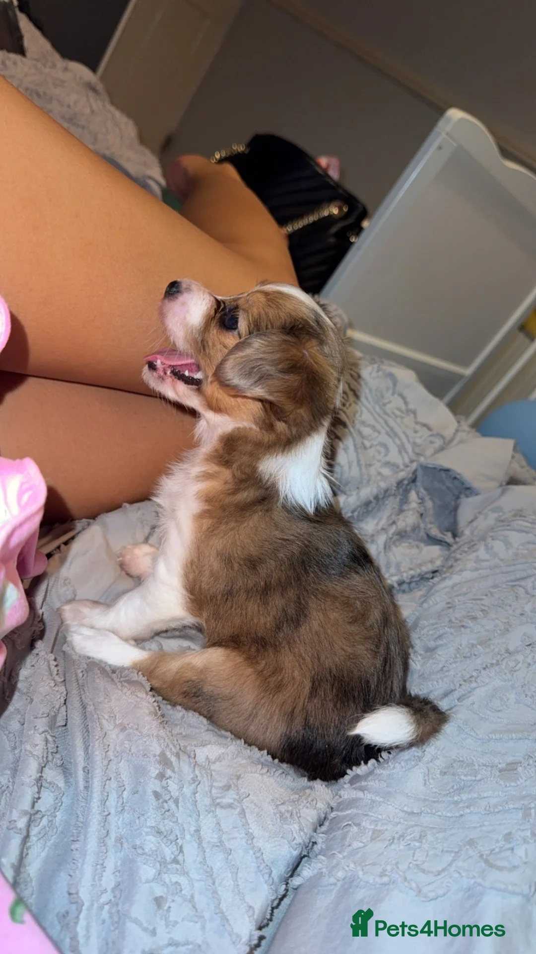 Mixed Breed dogs for sale: Merl chorkie - Advert 2
