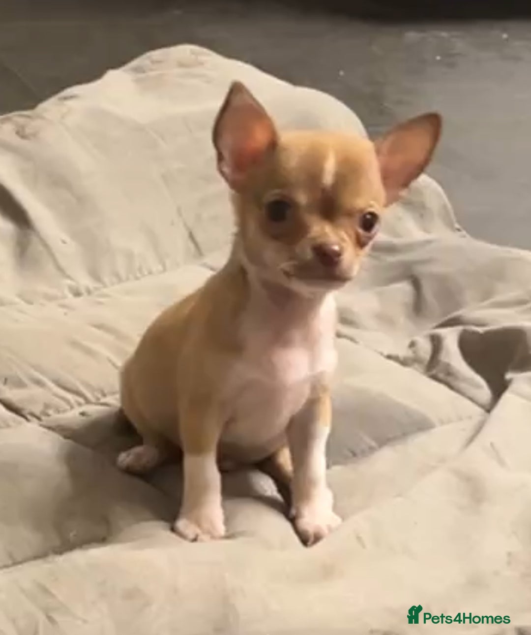 Chihuahua dogs for sale: CHIHUAHUA PUPPIES - Image 14