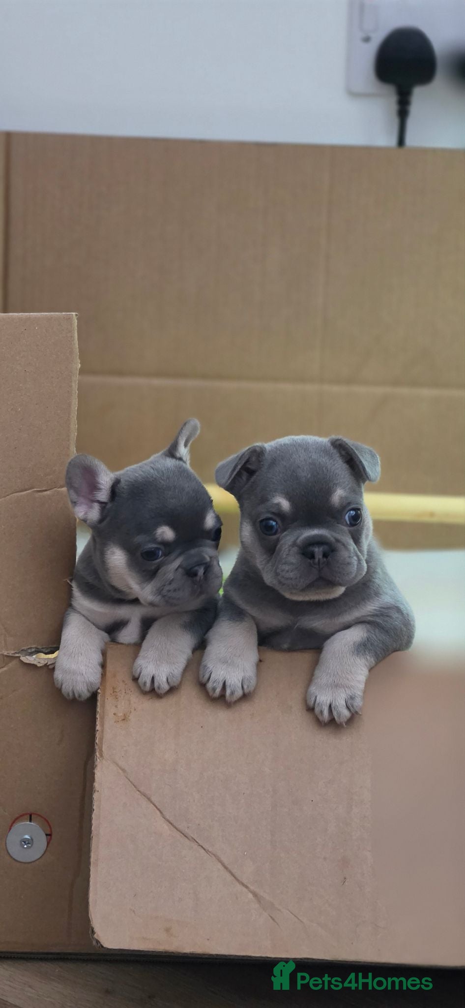 French Bulldog dogs 2 Male Lilac & fawn French Bulldogs - Advert 17