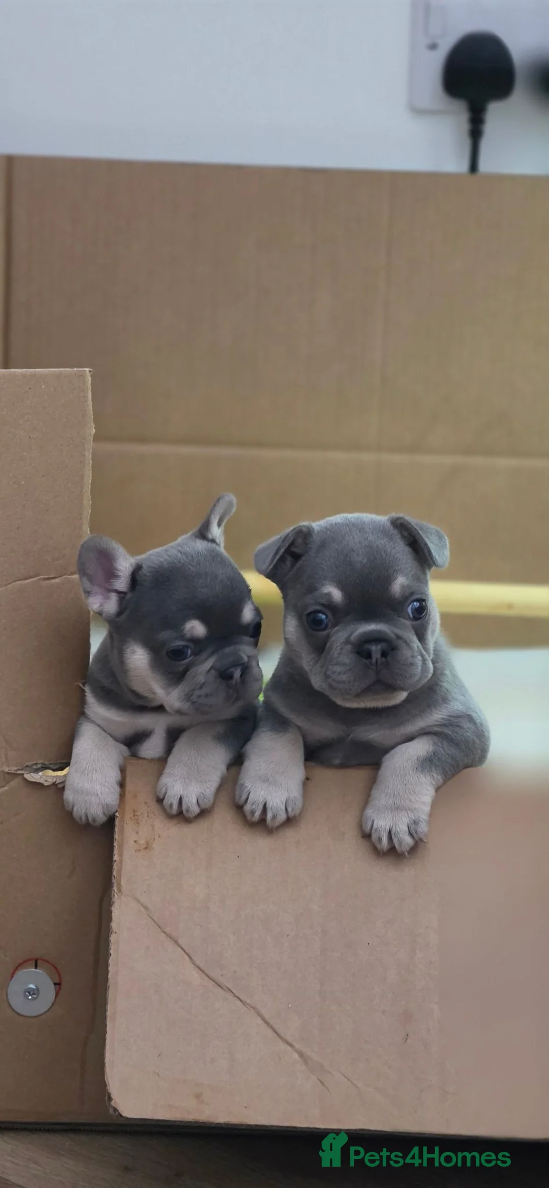 French Bulldog dogs for sale: Last Male Lilac & fawn French Bulldog - Advert 2