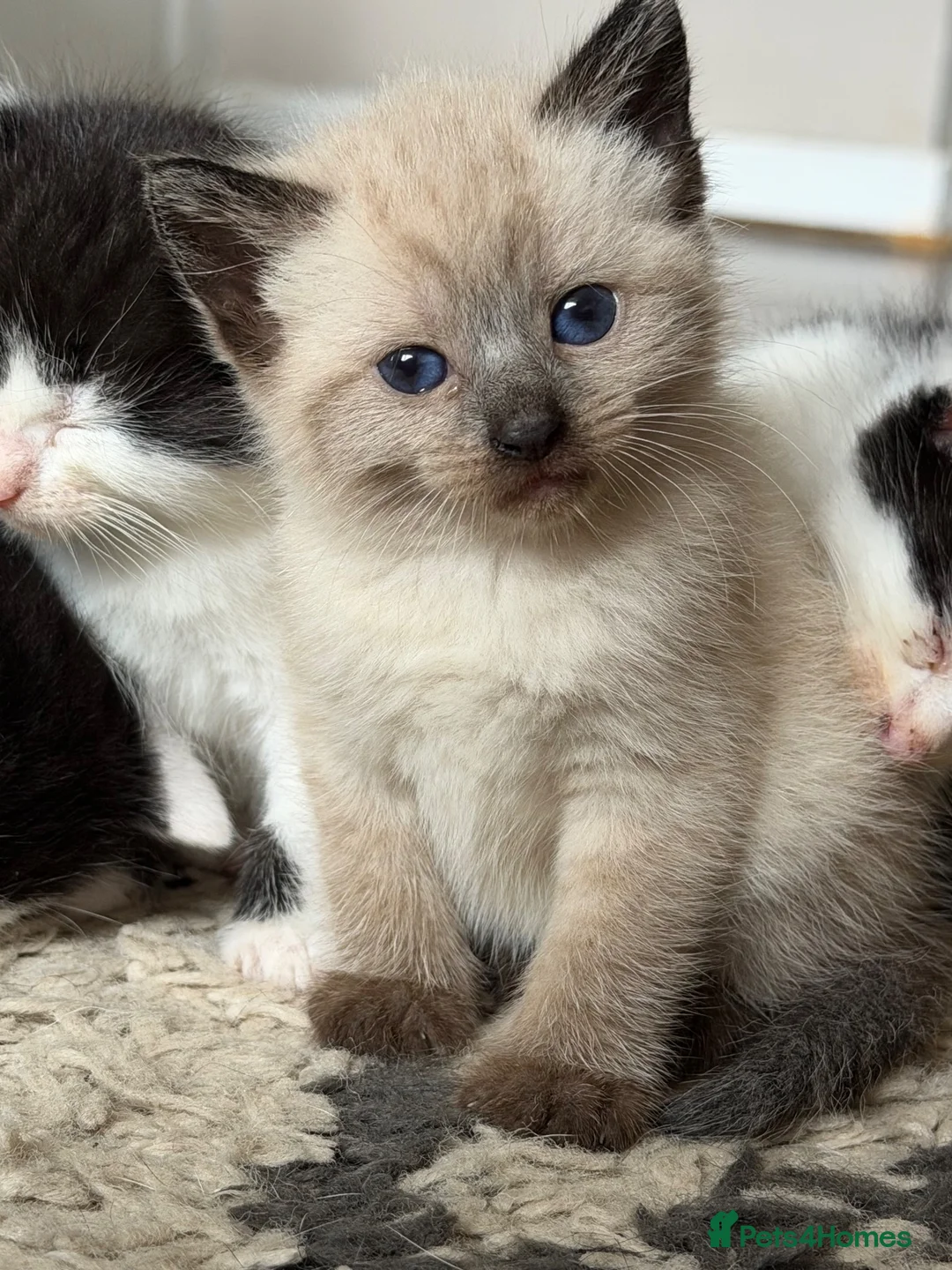 Ragdoll cats for sale: Beautiful female ragdoll cross kitten - Advert 2