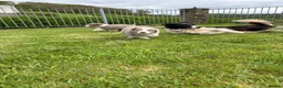Border Collie dogs for sale: Rare Welsh Border Collie Puppies - Advert 15