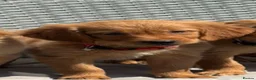 Golden Retriever dogs for sale: Beautiful dark red golden retriever pups - Advert 7