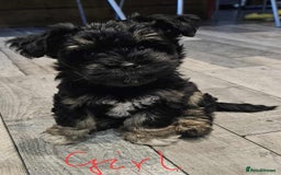 Mixed Breed dogs for sale: Mini Schnaucer/YorkshireTerrier Biewar - Image 1