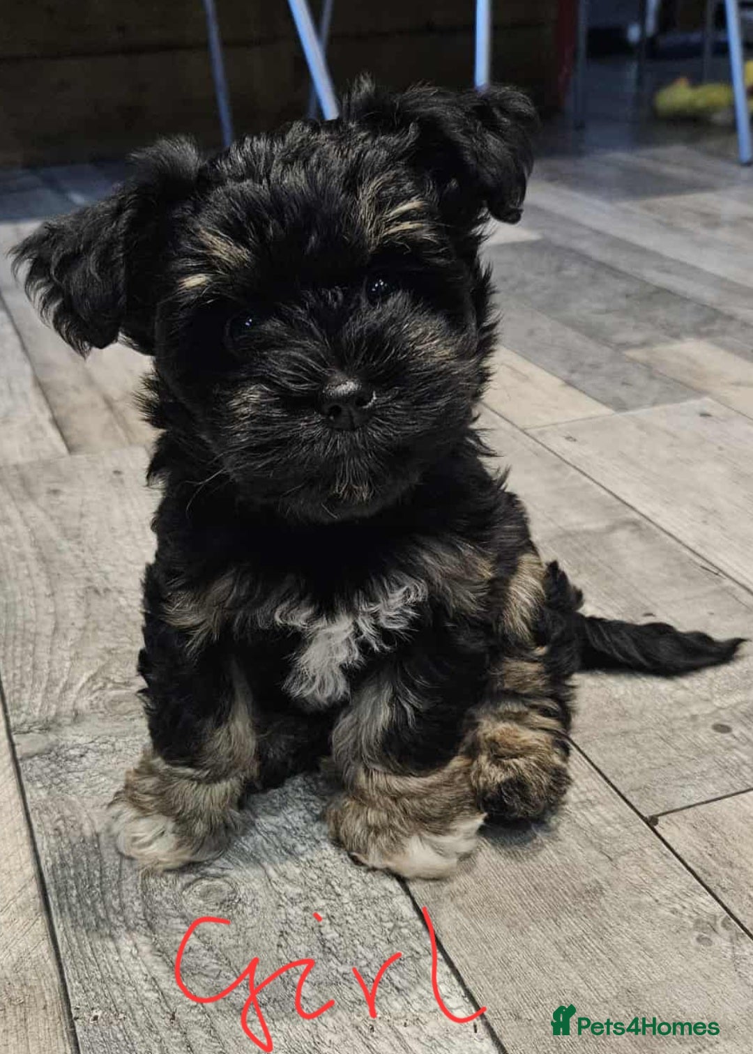 Mixed Breed dogs for sale: Mini Schnaucer/YorkshireTerrier Biewar - Image 1