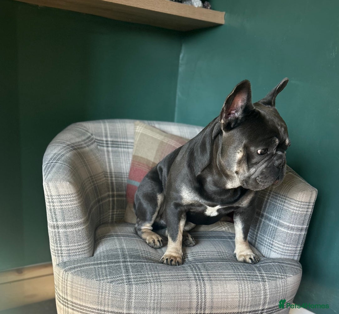 French Bulldog dogs for stud: French bulldog for stud  - Image 5