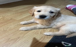 Golden Retriever dogs for sale: Beautiful KC Golden Retriever Babies  - Image 35