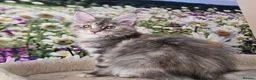 Maine Coon cats for sale: Perfect Polydactyl Maine Coon  - Advert 11