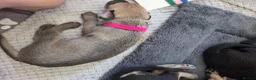 Mixed Breed dogs for sale: Bedlington whippet pups 🐶🐾 - Advert 5