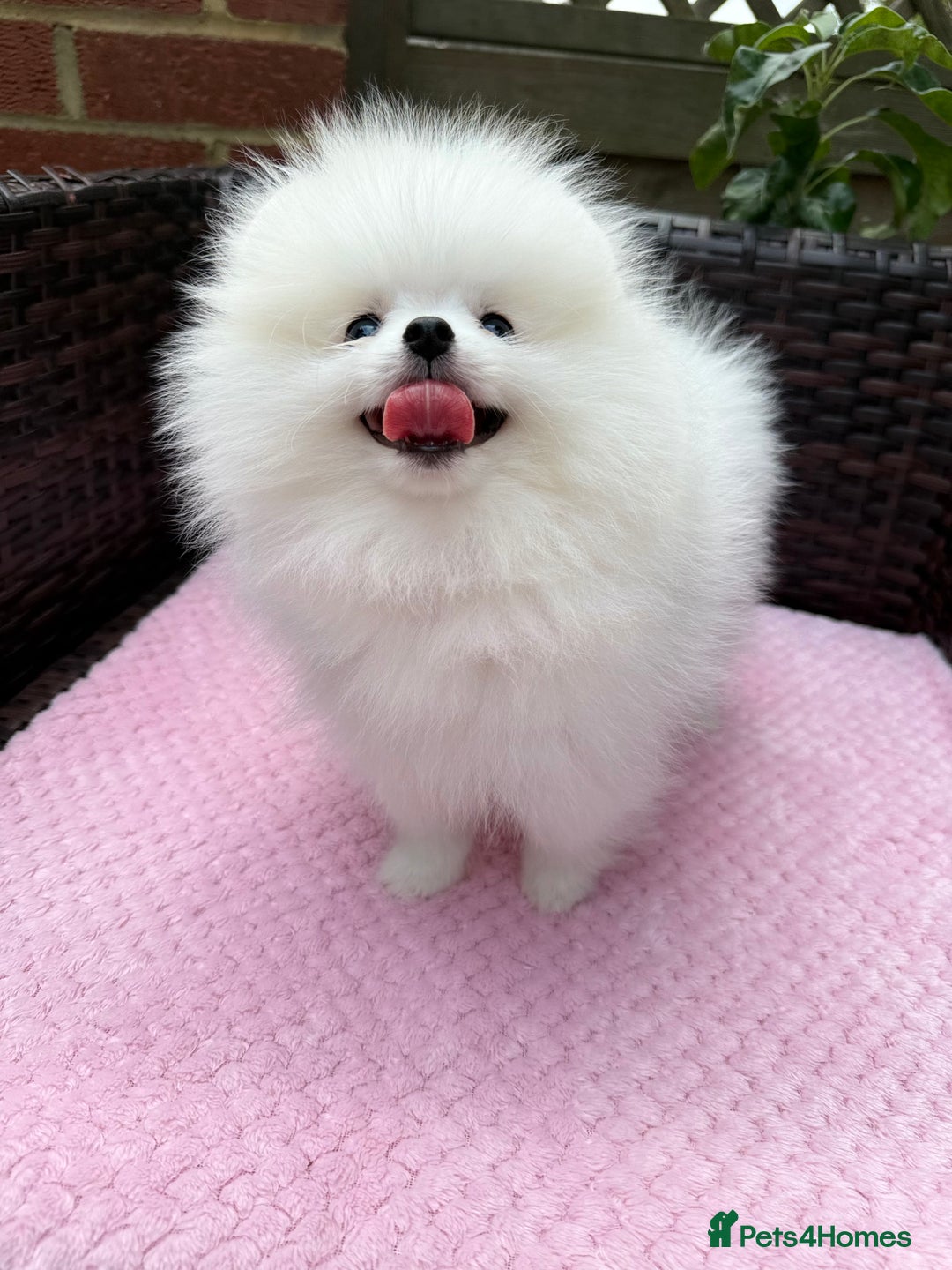 Pomeranian dogs for sale: Pom bears looking for loving homes❤️ - Image 35