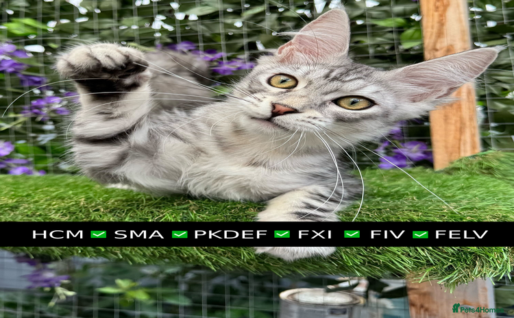 Maine Coon cats - Advert 9