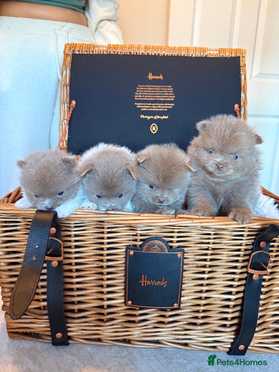 Pomeranian dogs for sale: KC Registered Lilac Pomeranian Puppies 💜 - Advert 2