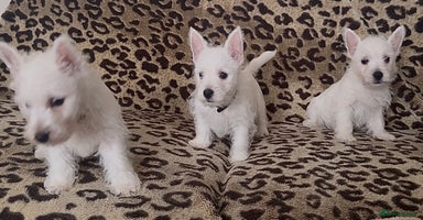 West Highland Terrier dogs - Advert 2