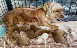 Cocker Spaniel dogs for stud: Show Cocker At Stud Highly Health Tested in Sandbach - Image 15