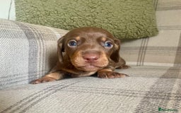 Miniature Dachshund dogs for sale: Stunning small Miniature Daschund’s - Image 14