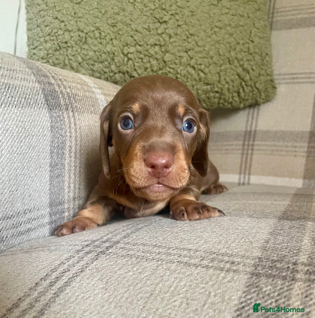 Miniature Dachshund dogs for sale: Stunning small Miniature Daschund’s - Image 14