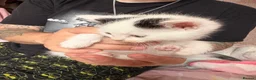 Mixed Breed cats for sale: 3 mixed mainecoon kittens ready for new home.  - Advert 13