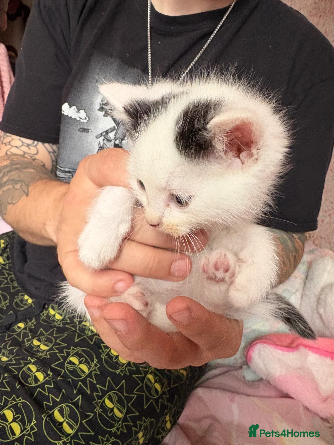 Mixed Breed cats for sale: 3 mixed mainecoon kittens ready for new home.  - Advert 13