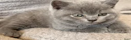 British Shorthair cats for sale: British shorthair kittens  - Advert 5