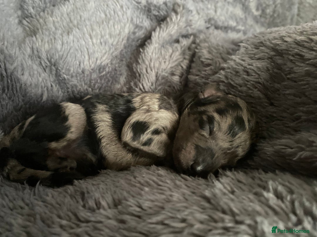 Labradoodle dogs for sale: F1bb labradoodle puppies black curly coat 🧬 clear - Image 23