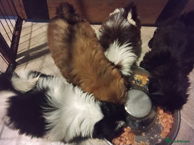 Shih Tzu dogs - Advert 10