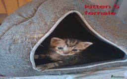 British Shorthair cats for sale: Beautiful kittens 😸  - Image 5