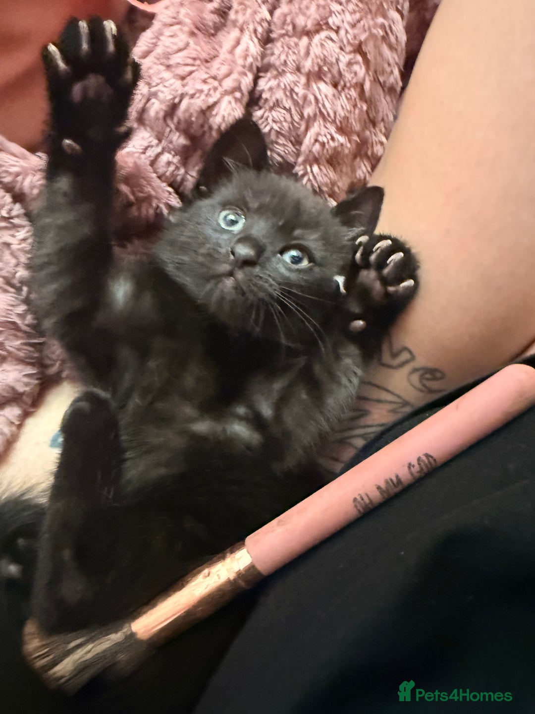 British Shorthair cats for sale: Black female kitten  - Advert 11