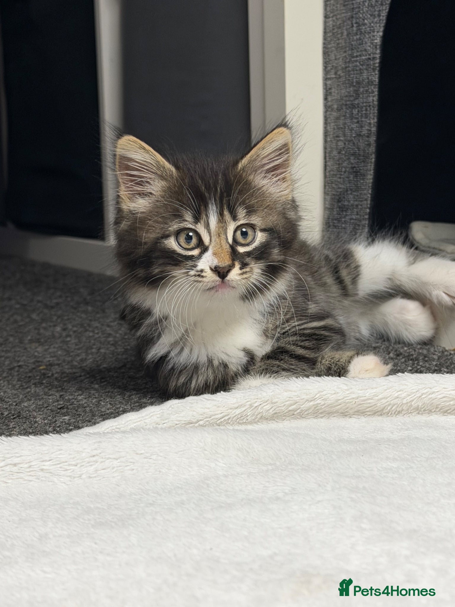 Mixed Breed cats Ready now longhaired tabby ginger kitten male - Advert 2