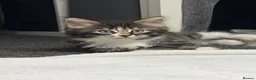 Mixed Breed cats for sale: Ready now longhaired tabby ginger kitten male - Advert 1