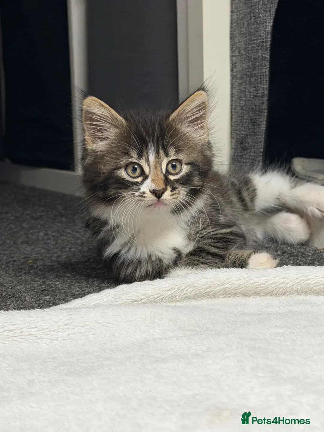 Mixed Breed cats for sale: Ready now longhaired tabby ginger kitten male - Advert 1