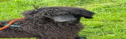 Standard Poodle dogs for sale: Standard poodle female - Advert 1